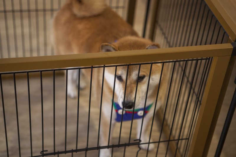 Wood Pet Pen - Interior Design Compatible