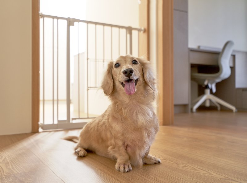 Multi-Dog Household - Small Door for Small Dog Only